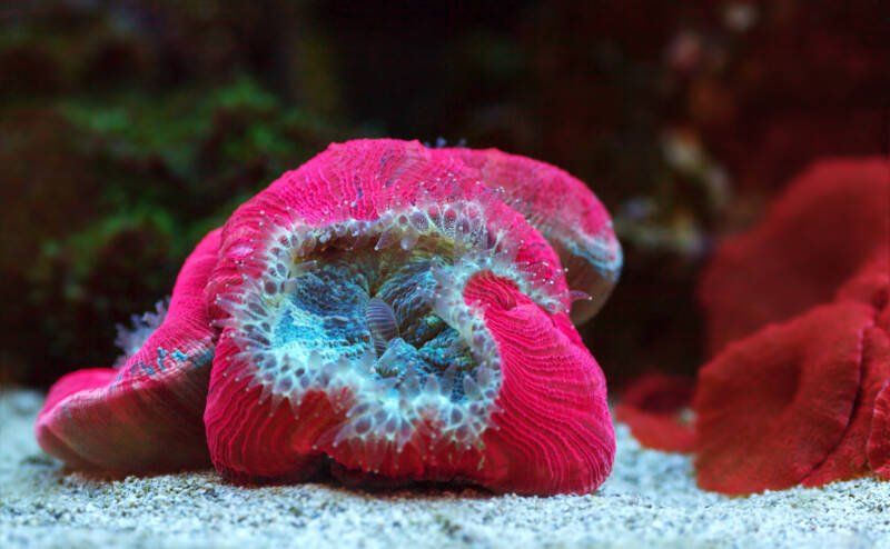 The hard coral of Trachyphyllia catches food in the thickness of water