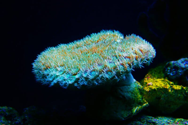 Turbinaria Pagoda coral in reef aquarium tank