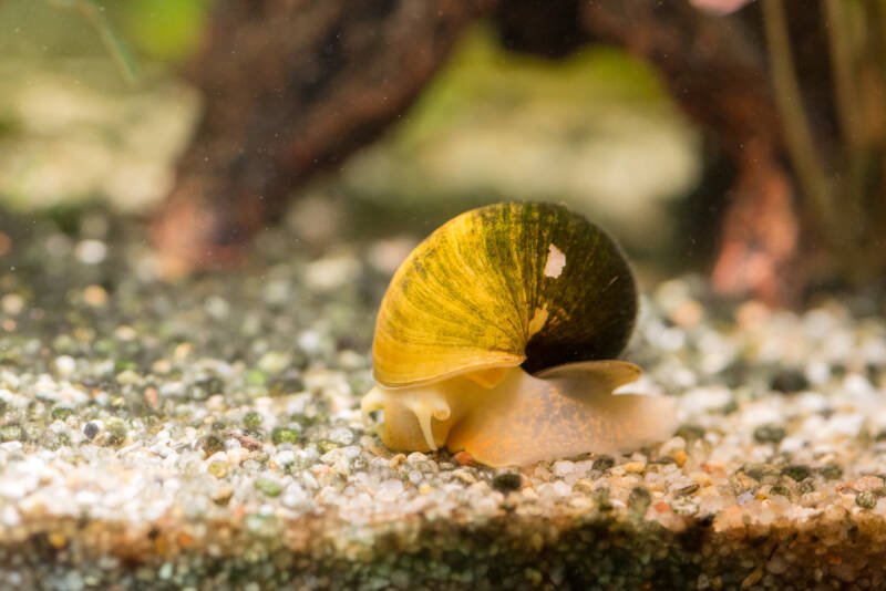 Apple snail on aquarium substrate