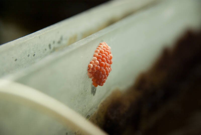Apple snail eggs in a pinkish-red cluster laid on the glass of an aquarium above the waterline