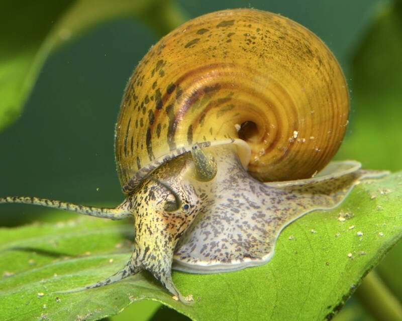 Ampullariidae known as well as apple snail feasting on algae on a plant leaf