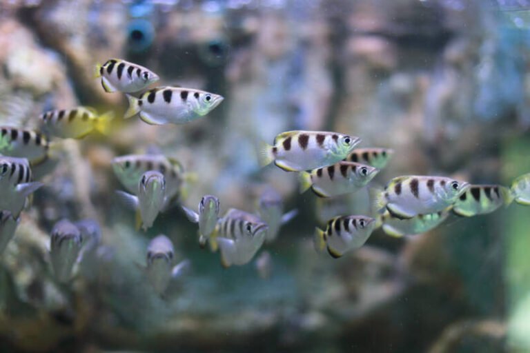 19 Best Fish Species for Brackish Water Aquariums • (Care Tips)