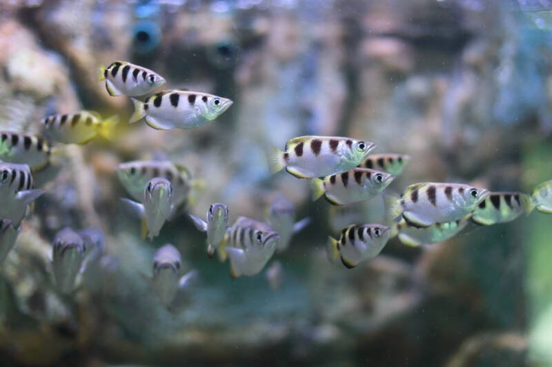 Brackish water aquarium with a big group of archer fish swimming