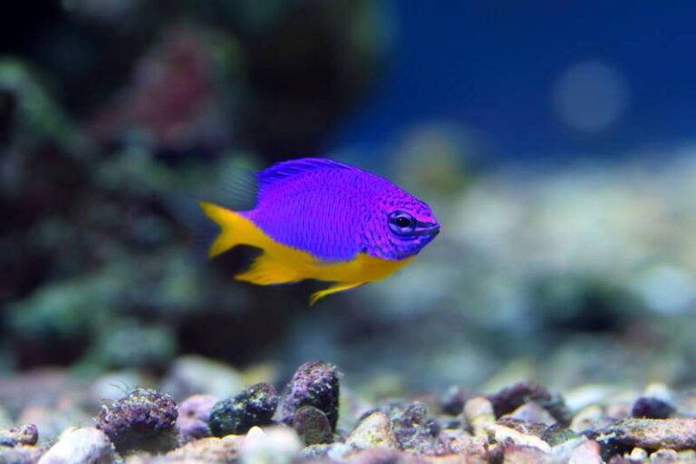 19 Best Reef Safe Fish for your Marine Tank • (Care Tips)