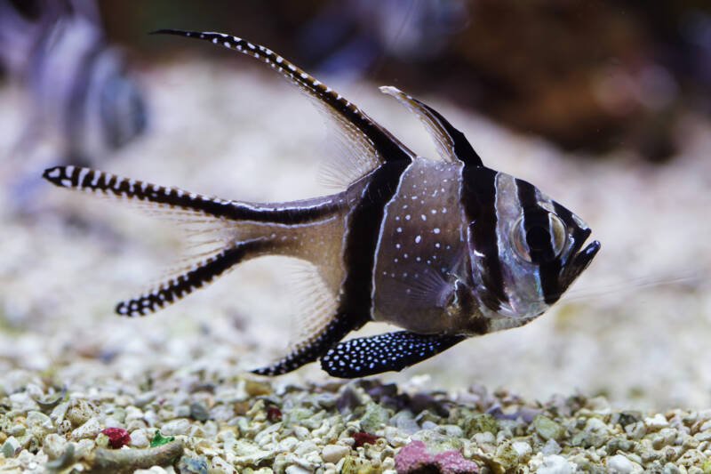 Pterapogon kauderni also known as Banggai Cardinalfish swimming near sandy bottom in a saltwater aquarium.