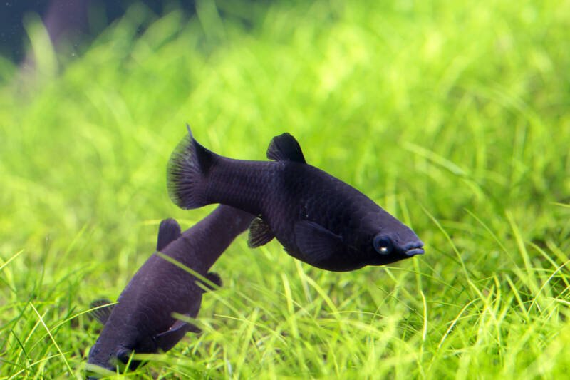 Pair of Poecilia sphenops known commonly as black mollies swimming near a grassy bottom