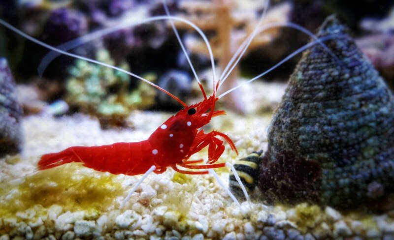 Blood red fire shrimp on white substrate in a reef tank with saltwater snails