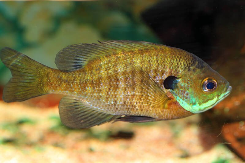 Bluegill swimming in a tank, a close view on a green background