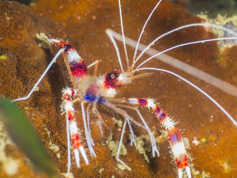 Stenopus hispidus more known as Boxer banded shrimp or Banded Coral Shrimp on a coral