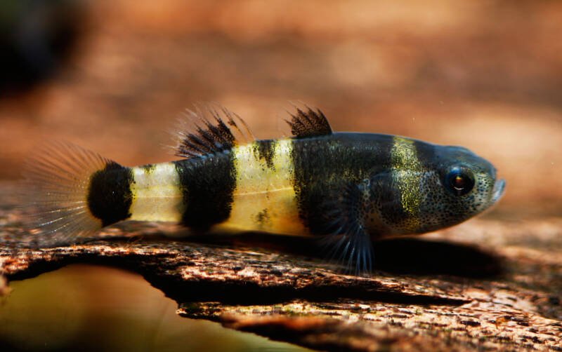 Brachygobius doriae known as well as bumblebee goby close-up on a driftwood