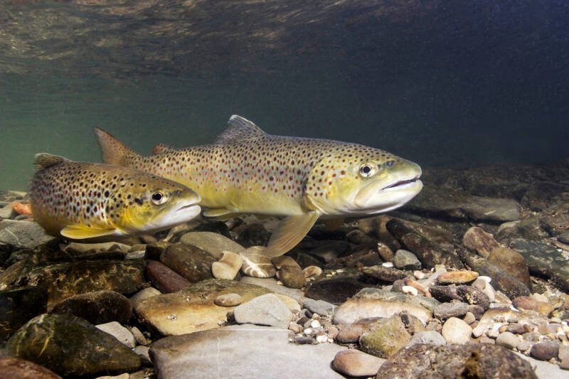 Pair of brown trouts swimming in a riwer near a rocky bottom
