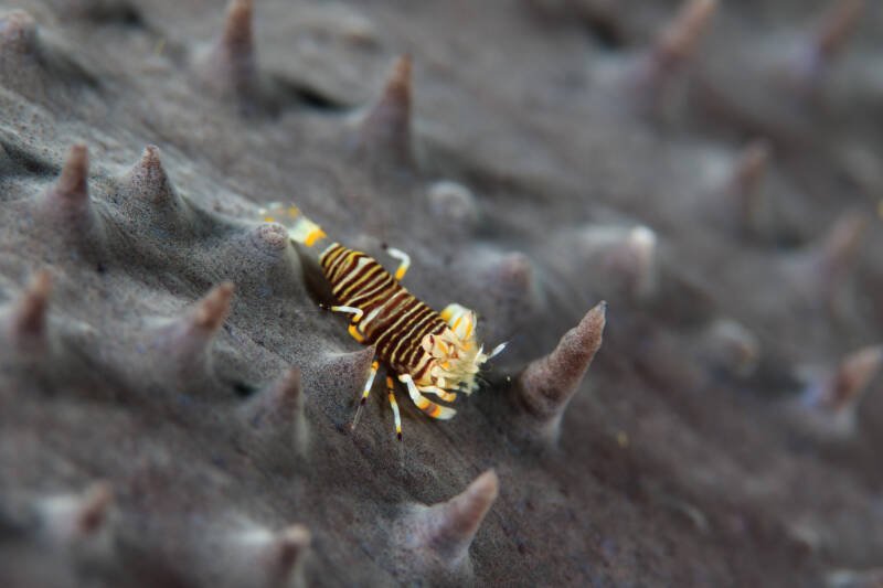 Gnathophyllum americanum known commonly as Bumblebee shrimp on a coral