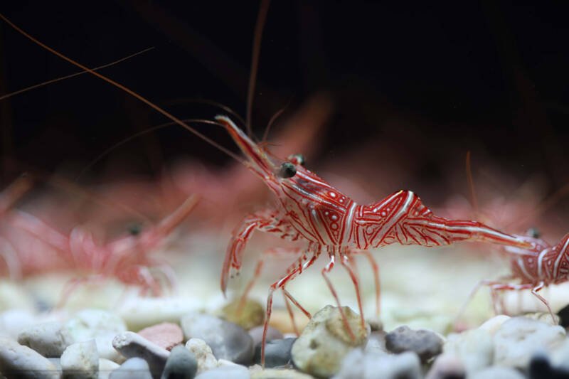 Group of Rhynchocinetes durbanensis known commonly as Durban Dancing Shrimp or Camel Shrimp on a gravel in a saltwater aquarium