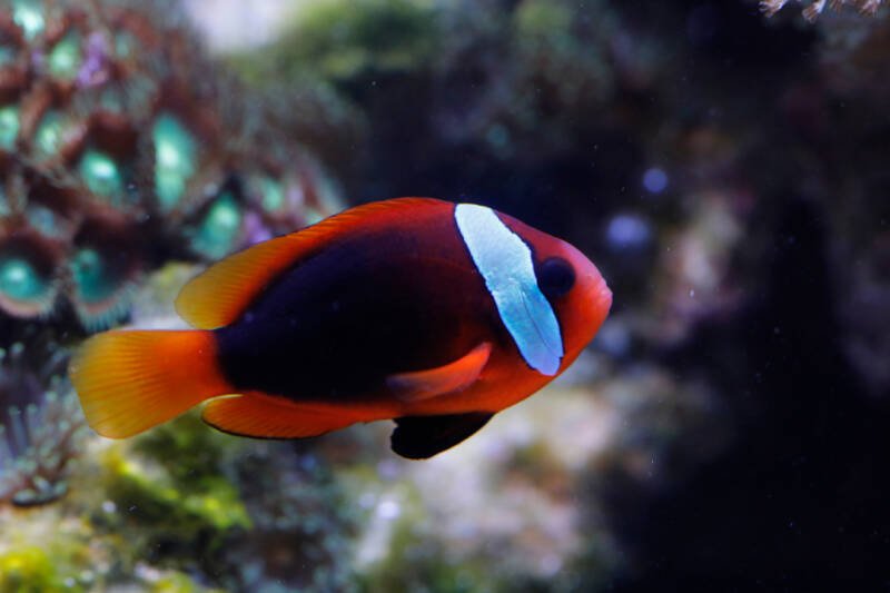 Amphiprion melanopus known commonly as cinnamon clownfish from tomato complex swimming in a reef tank 