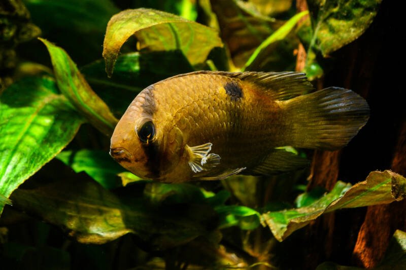 Cleithracara maronii comúnmente conocido como cíclido ojo de cerradura nadando en un acuario densamente plantado