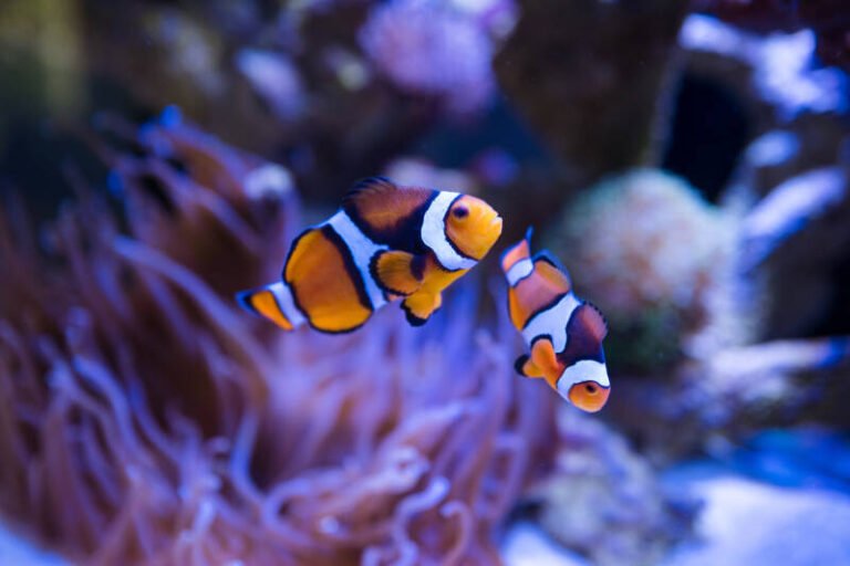 19 Best Reef Safe Fish for your Marine Tank • (Care Tips)