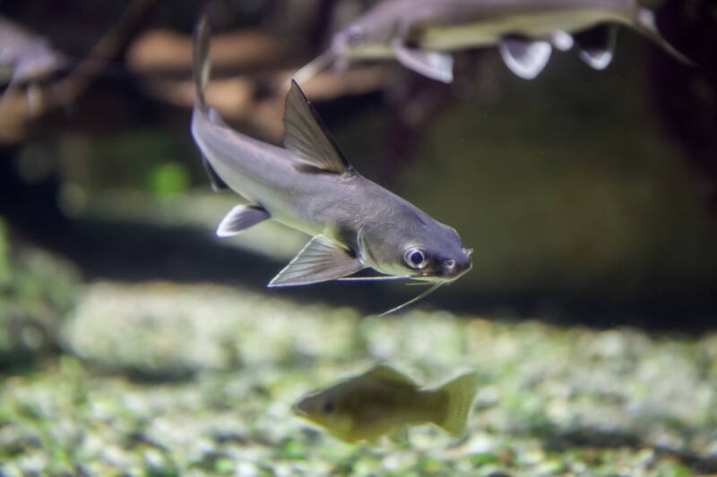 School of Hexanematichthys seemanni known commonly as Colombian shark catfish swimming together in a brackish water community tank with other fish