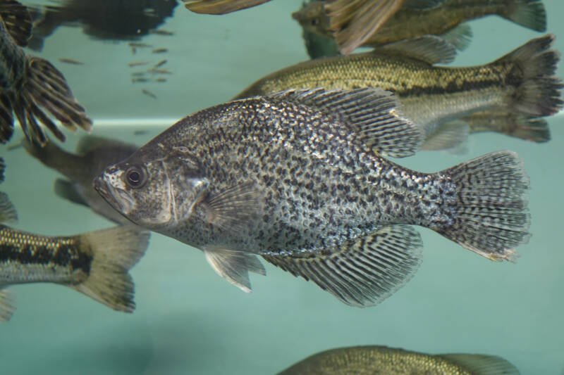 Crappie fish swims with its tank mates in aquaponic system
