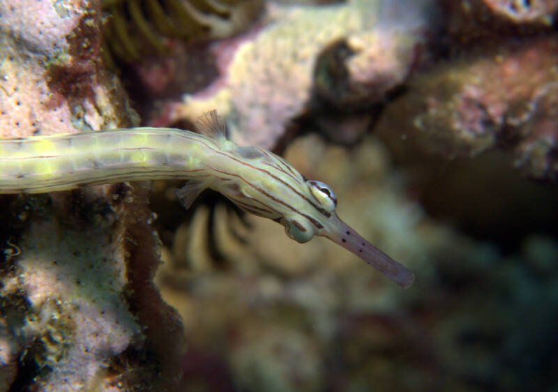 Corythoichthys haematopterus also known as dragonface pipefish hiding in the rock