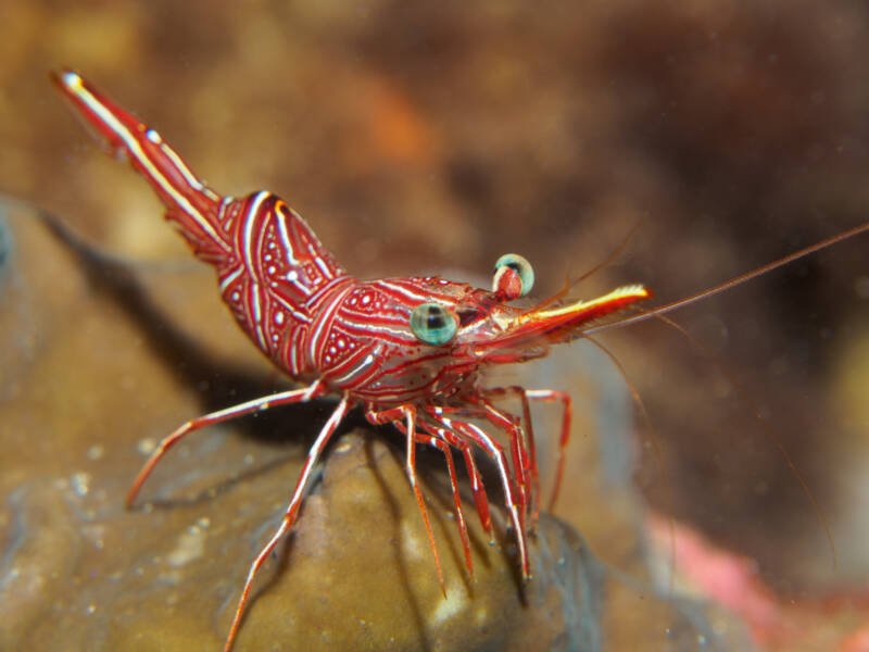 Rhynchocinetes durbanensis known as well as Durban dancing shrimp on a rock in saltwater aquarium