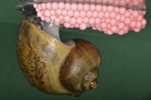 Pomacea maculata, known aslo as apple snail laying the pinkish-red eggs in a freshwater aquarium