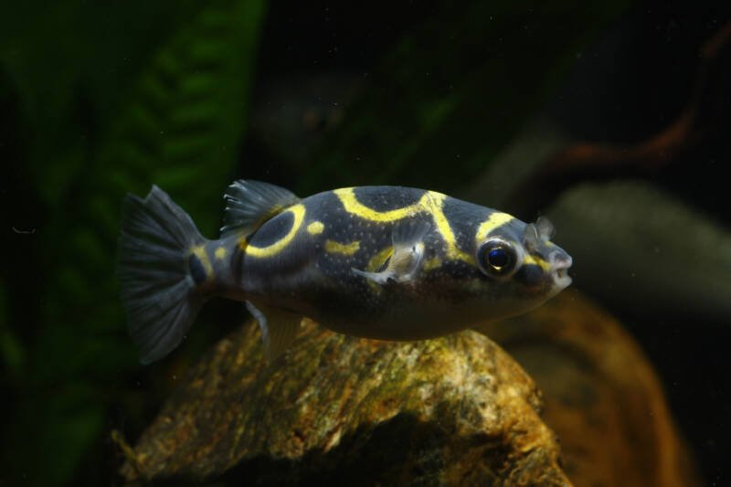 Dichotomyctere ocellatus known commonly as Figure eight puffer, eyespot puffer swimming in a brackish water aquarium with rocks and plants