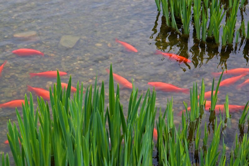 Pond with a group of gold fish actively swimming