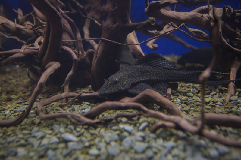 Gold spotted plecostomus swimming among mangrove roots in the dark water.