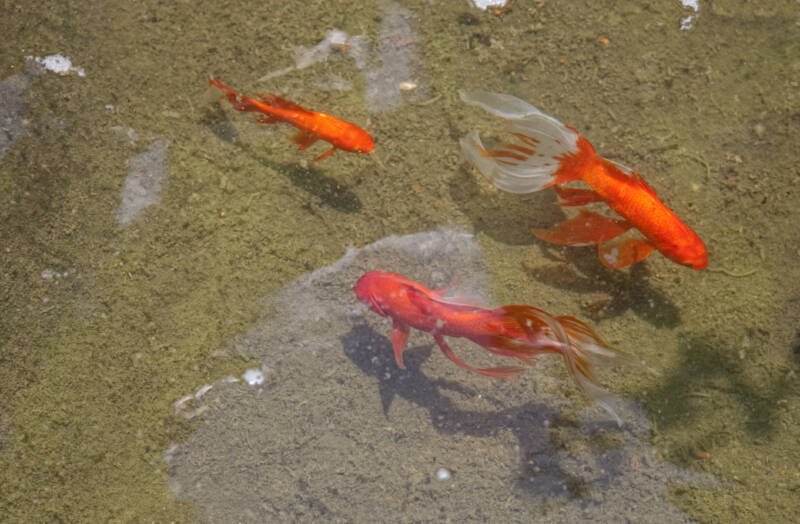 Three goldfish swimming in a pond with a cristal clear water
