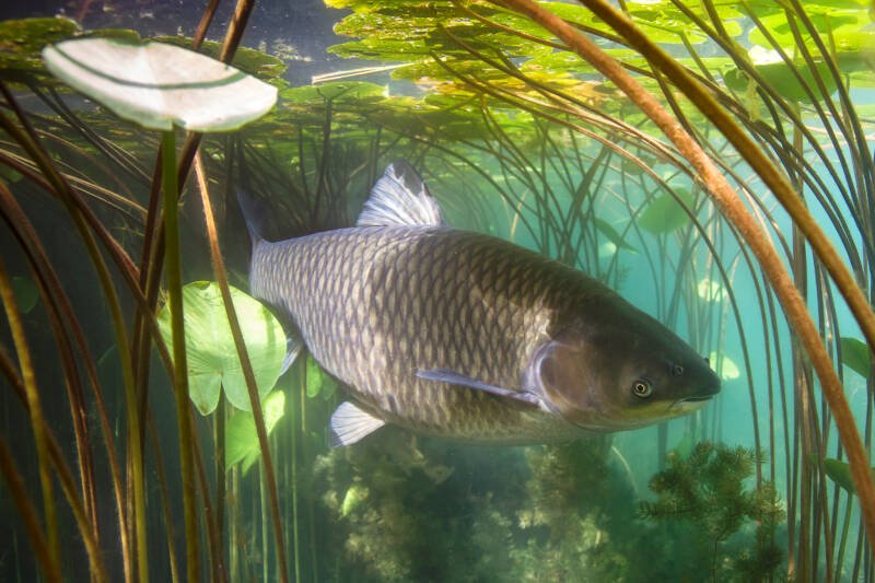 Grass carp swimming under floating plants in a pond