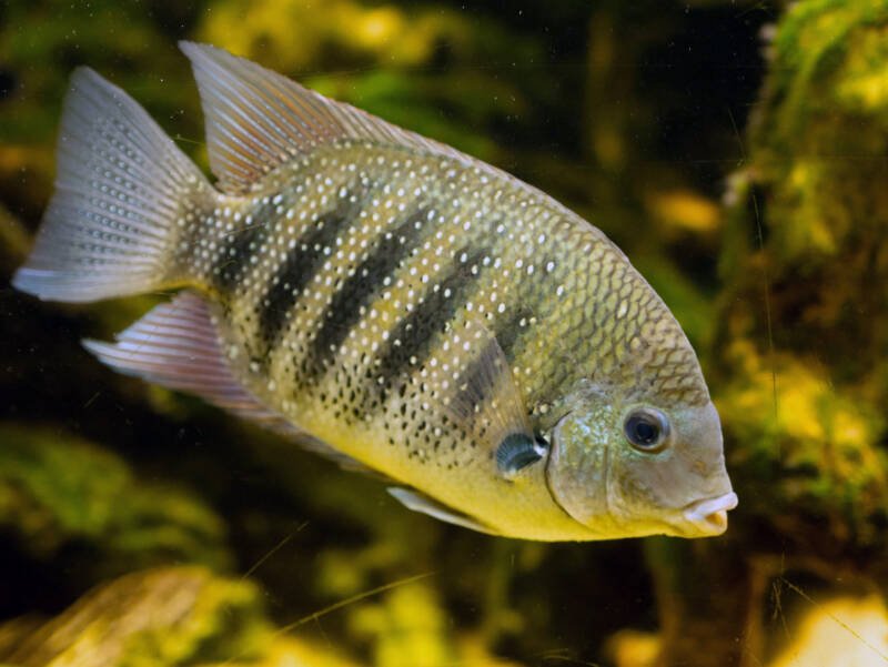 Etroplus suratensis known commonly as green chromide cichlid swimming in a brackish water aquarium with rocks