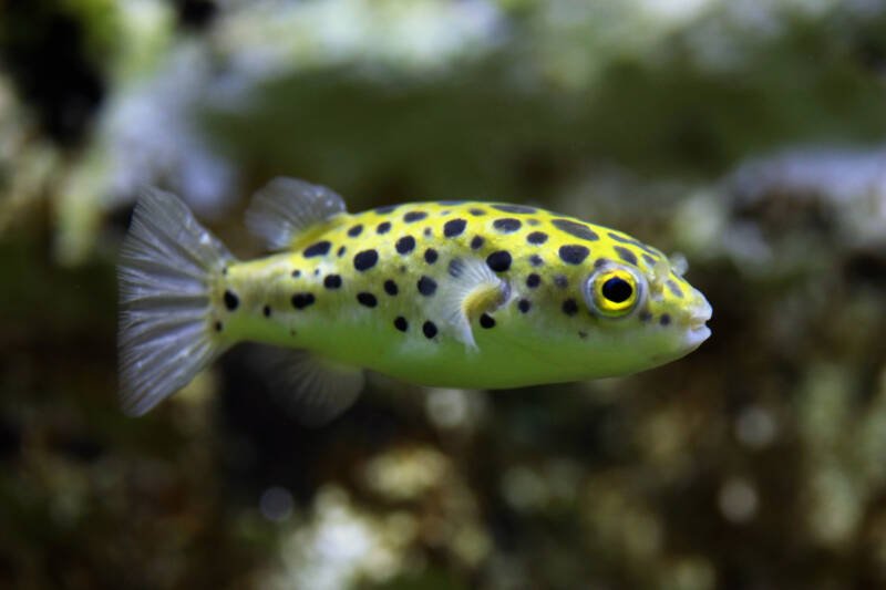 Tetraodon nigroviridis known commonly as green spotted puffer swimming in a brackish water aquarium
