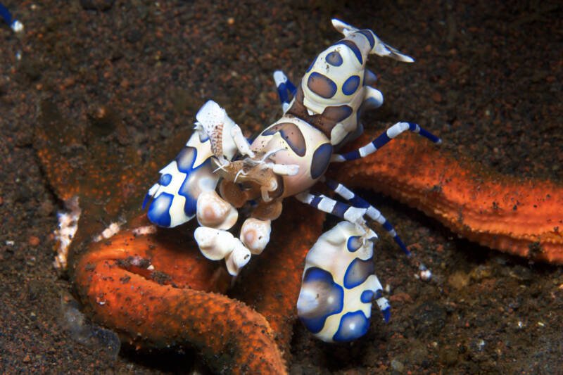 Harlequin shrimp (Hymenocera picta munching on a starfish