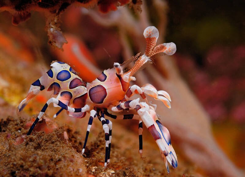 Harlequin Shrimp (Hymenocera picta) on a bottom with algae and debris