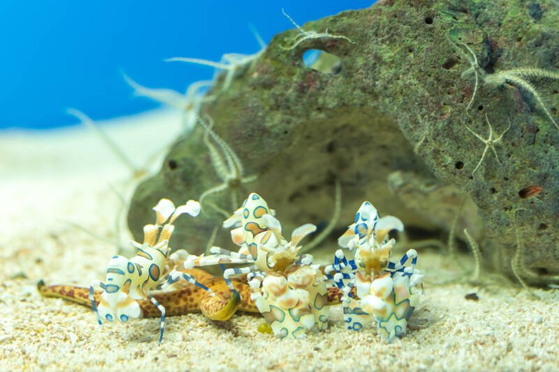 Group of Hymenocera picta known as well as harlequin shrimp in a saltwater aquarium with rocks