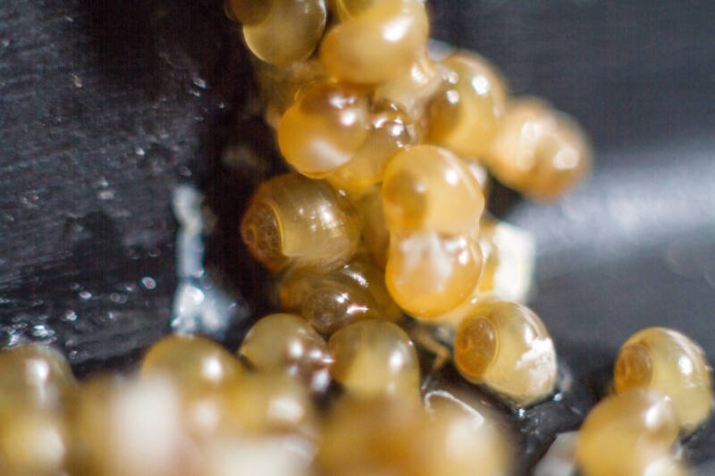 Newly hatched babies of ramshorn snail
