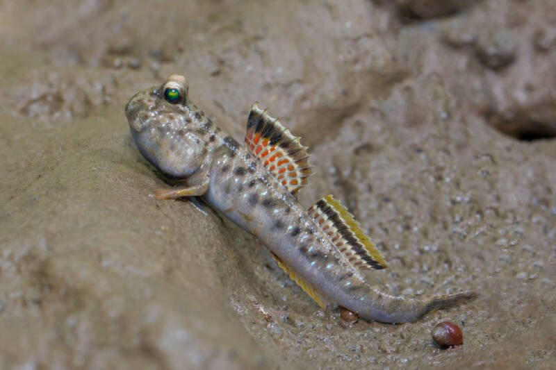 Indian mudskipper on the sandy bottom in a brackish paludarium