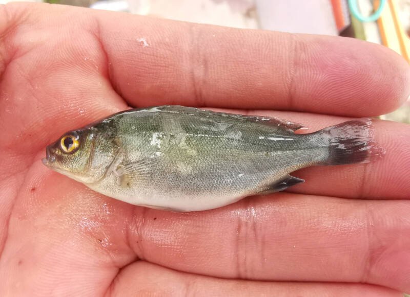 Three-month-old jade perch fish on a palm