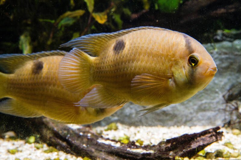 Pair of Cleithracara maronii also known as keyhole cichlids swimming together in aquarium with a piece of driftwood
