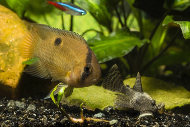 Cleithracara maronii known as Keyhole cichlid swimming in community aquarium with a neon tetra and plecostomus