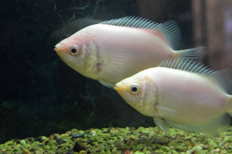 Pair of pink kissing gouramis swimming in aquarium with a rocky substrate