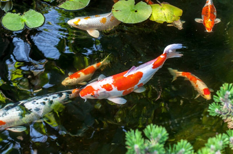 Several different koi fish swimming at the surface of a pond