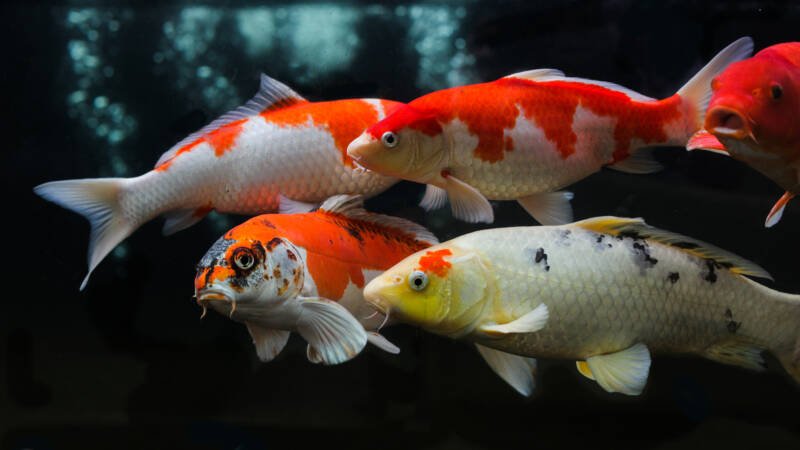 Group of koi fish swimming in a outdoor pond