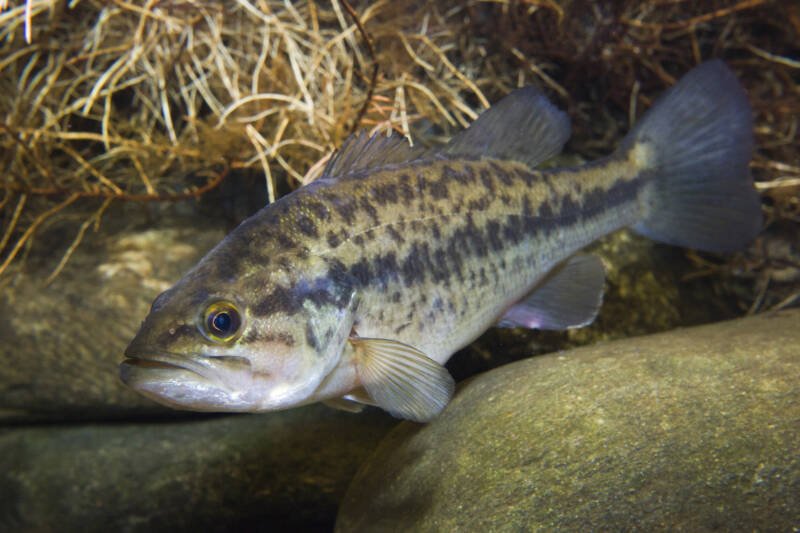 Largemouth bass swimming in the water near large stones. It is a popular edible species in aquaponics