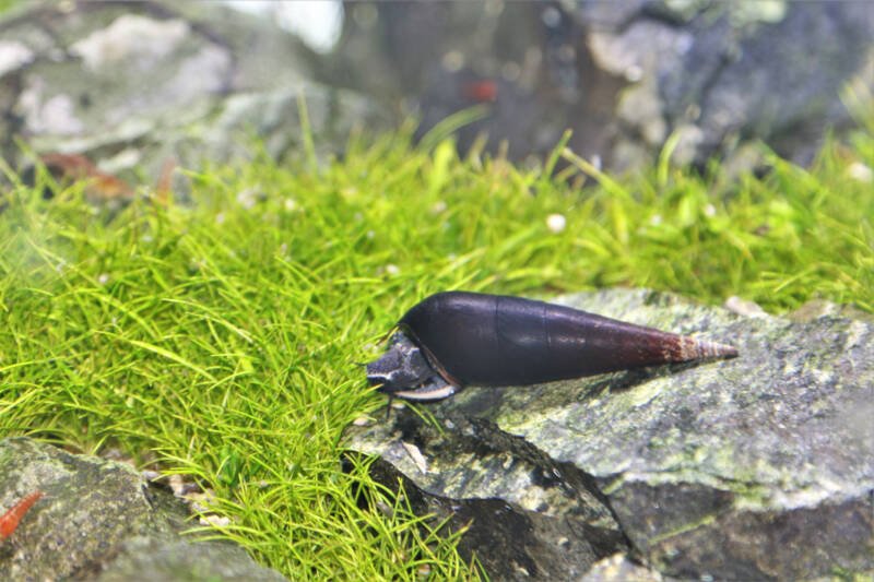 Faunus ater known commonly as lava snail scavenging on a rock in a planted aquarium