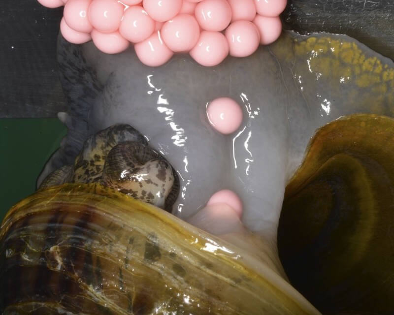 Pomacea maculata (a species of freshwater snail) laying eggs. This snail lays pink eggs in clutches above the water level