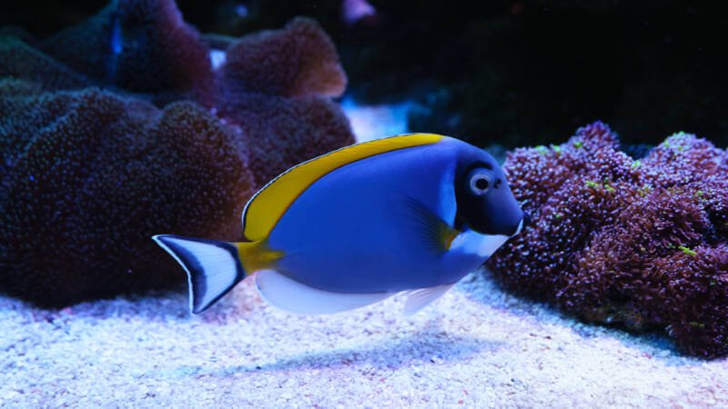 Reef safe powder blue tang swimming by corals in a reef tank with white substrate