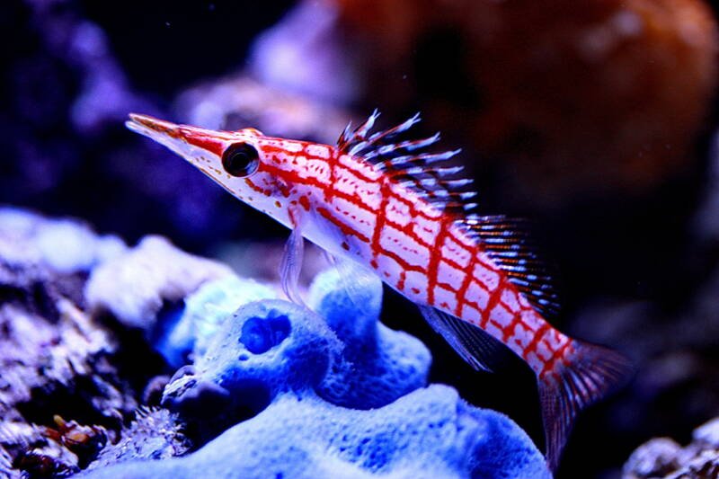 Oxycirrhites typus known commonly as longnose hawkfish swimming close by a coral in a reef tank