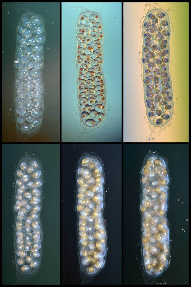 Eggs of Lymnaea stagnalis, a species of freshwater snails, gastropod mollusks in the family Lymnaeidae embryonic development with some twins