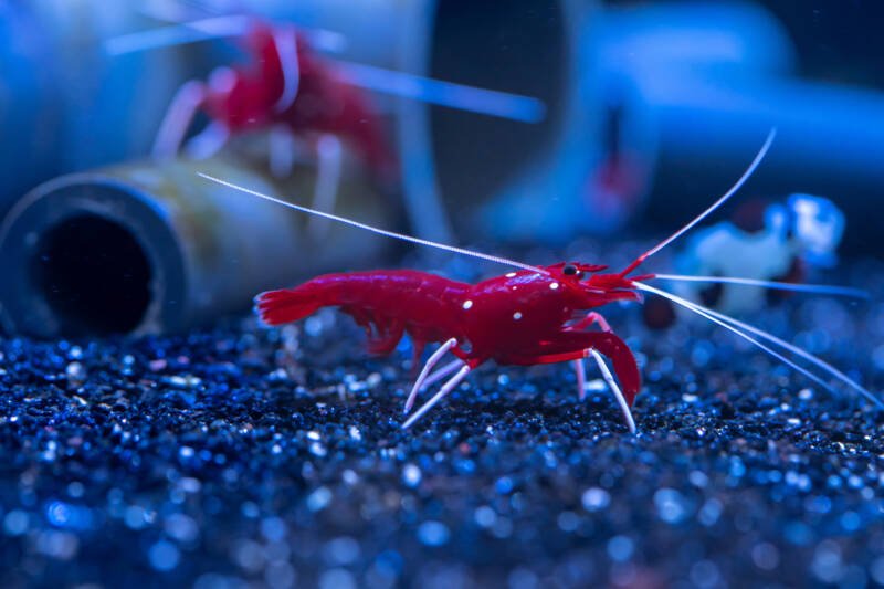 Group of Blood Red Fire Shrimp (Lysmata debelius) in saltwater aquarium with many grottos.